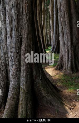Ein sonnenbeschienenen Pfad durch dicht gedrängte Bäume Stockfoto
