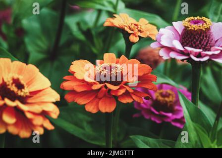 Zinnia blüht im Garten, orange und rosa Zinnien aus der Nähe Stockfoto