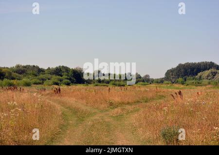 Schöne Felder, weit entfernte Steppen, Wiesen mit wilden Kräutern, üppiges Gras, Wälder mit Laubbäumen und Tannen. Stockfoto