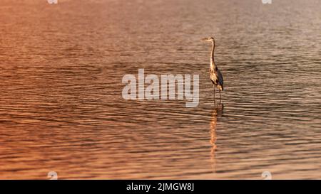 Ein herron blickt auf die untergehende Sonne in Daphne, Alabama. Das Bild hat Platz zum Kopieren auf der linken Seite des Bildes. Stockfoto