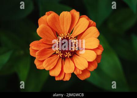 Orangenblüte aus der Nähe, einzelne Zinnia-Blüte im Garten, Draufsicht Stockfoto