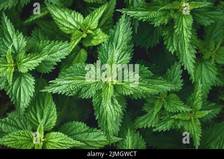 Brennnessel Pflanzen Hintergrund, Urtica dioica Blätter, Overhead-Ansicht Stockfoto