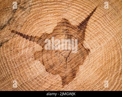 Nahaufnahme eines Querschnitts eines Baumstammes.Textur eines Schneiden Sie Baum mit jährlichen Ringen.Baum Stamm Cutaway.Holz Textur Hintergrund Stockfoto