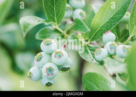 Grüne Heidelbeere wächst auf Busch, unreife Vaccinium Beerenfrucht Nahaufnahme Stockfoto