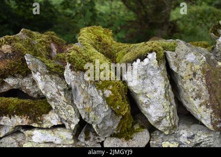 Moos wächst auf einer Trockensteinmauer im Lake District. Stockfoto