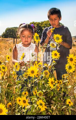 Zwei Kinder, Bruder und Schwester, pflücken gemeinsam im Indianerreservat Fort Hall in Idaho wilde Sonnenblumen Stockfoto