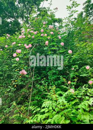 Eine vertikale Aufnahme eines blühenden Rosa Constance Spry-Strauches Stockfoto