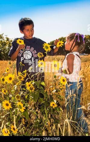 Zwei Kinder, Bruder und Schwester, pflücken gemeinsam im Indianerreservat Fort Hall in Idaho wilde Sonnenblumen Stockfoto