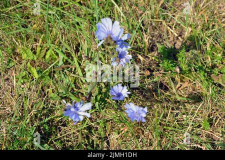 Helle und farbenfrohe, hellblaue Zichorien-Blumen wachsen auf einer grünen Wiese, inmitten üppigem Gras unter einer hellen, sonnigen Farbe. Stockfoto