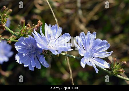 Helle und farbenfrohe, hellblaue Zichorien-Blumen wachsen auf einer grünen Wiese, inmitten üppigem Gras unter einer hellen, sonnigen Farbe. Stockfoto