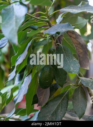 Avocado wächst auf dem Baum. Nahaufnahme und selektiver Fokus Stockfoto