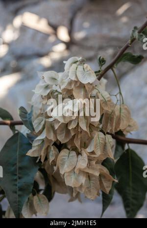 Verwelkte Bougainvillaea-Blüten. Vertikal. Nahaufnahme und selektiver Fokus. Stockfoto