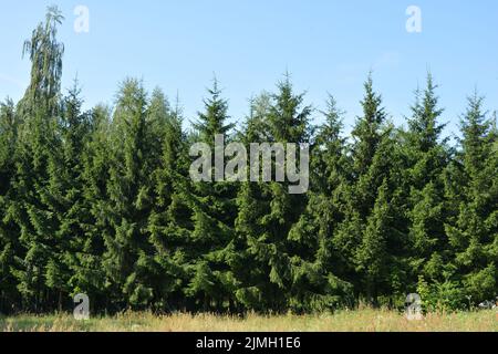 Schöne Felder, weit entfernte Steppen, Wiesen mit wilden Kräutern, üppiges Gras, Wälder mit Laubbäumen und Tannen. Stockfoto