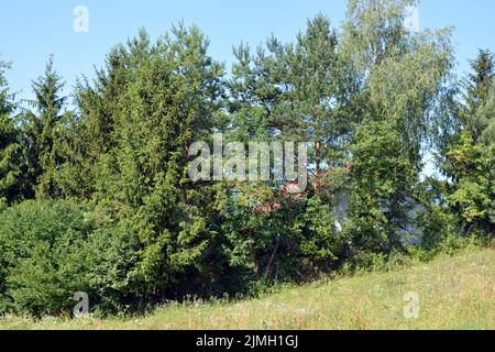 Schöne Felder, weit entfernte Steppen, Wiesen mit wilden Kräutern, üppiges Gras, Wälder mit Laubbäumen und Tannen. Stockfoto