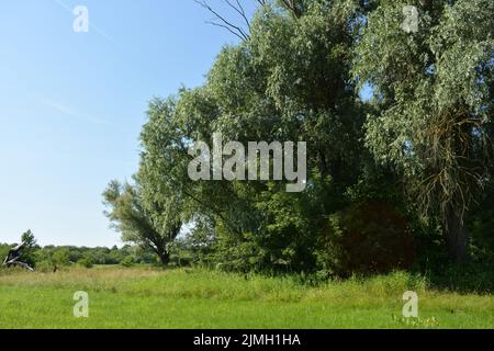 Schöne Felder, weit entfernte Steppen, Wiesen mit wilden Kräutern, üppiges Gras, Wälder mit Laubbäumen und Tannen. Stockfoto