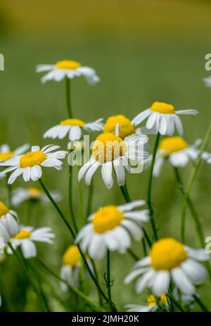 Kamillenblüten (Matricaria recutita) blühen im Sommer auf einer Wiese. Kamille steht auf dem Feld. Selektiver Fokus. Stockfoto