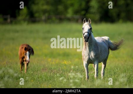 Pferd auf einer Lichtung Stockfoto