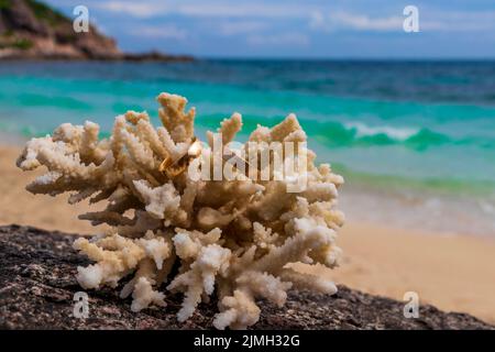 Eheringe auf Korallen am Strand. Flitterwochen in Thailand. Stockfoto