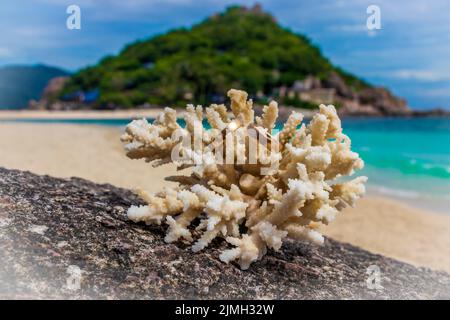 Eheringe auf Korallen am Strand. Flitterwochen in Thailand. Stockfoto