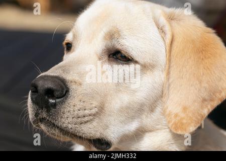 Niedliche Labrador Retriever Welpen Kopf geschossen Porträt Stockfoto