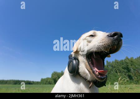 Komischer gähnender Hund im Freien. Labrador Retriever mit Kopfhörern singt Stockfoto