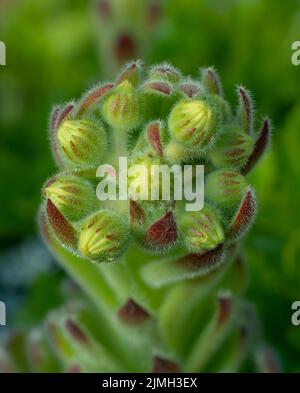 Sempervivum Cobweb Houmseleek wächst im Garten. Nahaufnahme. Makro. Stockfoto