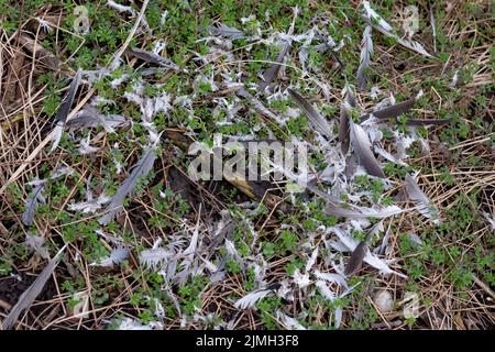 Zerfetzte Vogelfedern auf dem Boden im Wald. Vogel vom Raubtier gefangen. Stockfoto