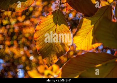 Die Kupferbuche (Fagus sylvatica purpurea) hinterlässt Contre Jour. Nahaufnahme. Makro. Details. Stockfoto