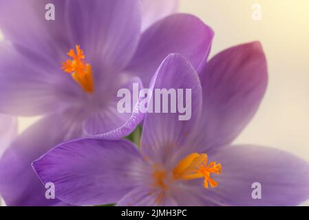 Erste Frühling lila Blume. Violette Krokusblüte, Nahaufnahme. Stockfoto