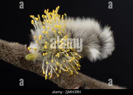 Blühende Kätzchen auf dem Weidenzweig. Orthodoxes Symbol von Palmsonntag und Ostern. Konzept des Frühlings. Stockfoto