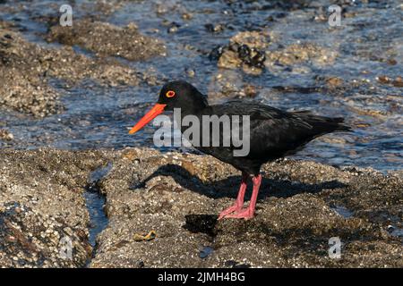 Afrikanische schwarze Austernfischer, Heamatopus moquini, Alleinfalter an der felsigen Küste, Luderitz, Namibia Stockfoto