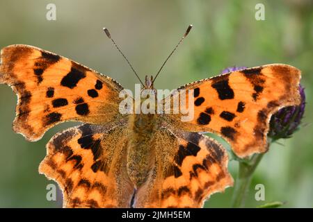 Comma (Polygonia c-Album) Butterfly, Kilkenny, Irland Stockfoto