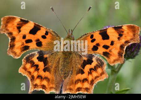 Comma (Polygonia c-Album) Butterfly, Kilkenny, Irland Stockfoto