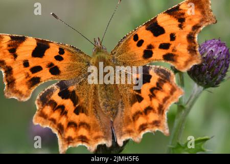 Comma (Polygonia c-Album) Butterfly, Kilkenny, Irland Stockfoto