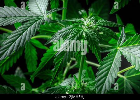 Blühende Cannabispflanzen mit leuchtend grünen Blättern und weißen Stigmas Stockfoto