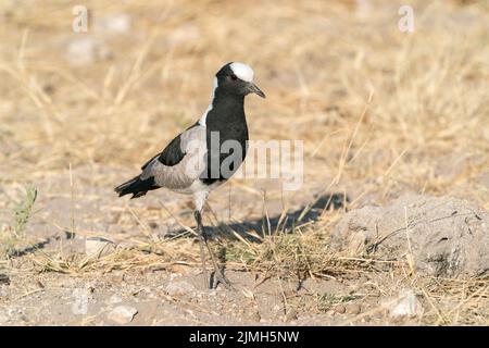 Schmied-Kiebitz, Vanellus armatus, alleinerziehend, stehend auf kurzer Vegetation, Etosha National Park, Namibia Stockfoto