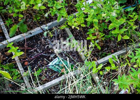 Pflanzen in einem kleinen Garten mit starker Hitzewelle, Bron, Rhone, AURA Region, Zentral-Ost-Frankreich Stockfoto