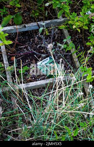 Pflanzen in einem kleinen Garten mit starker Hitzewelle, Bron, Rhone, AURA Region, Zentral-Ost-Frankreich Stockfoto