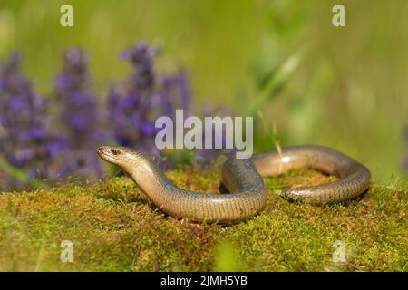 Der langsame Wurm (Anguis fragilis) rutscht durch moosiges Gelände mit bunten Blumen im Hintergrund Stockfoto