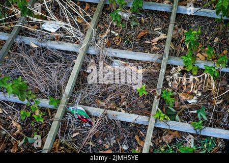 Pflanzen in einem kleinen Garten mit starker Hitzewelle, Bron, Rhone, AURA Region, Zentral-Ost-Frankreich Stockfoto