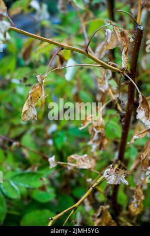 Pflanzen in einem kleinen Garten mit starker Hitzewelle, Bron, Rhone, AURA Region, Zentral-Ost-Frankreich Stockfoto