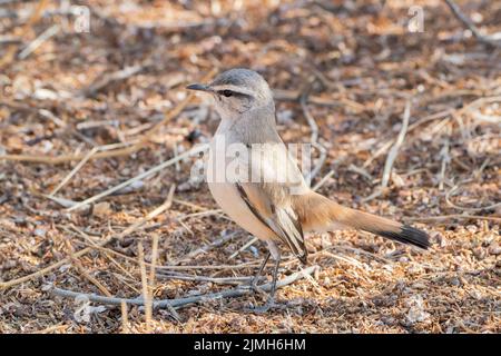 Kalahari Scrub Robin, Cercotricha paena, Single adult hocked on ground, Etosha National Park, Namibia Stockfoto