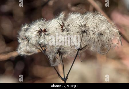 Samenköpfe mit seidigen Anhängern von Clematis vitalba im Winter. Die Pflanze ist auch bekannt als der Bart des alten Mannes oder die Freude des Reisenden. Stockfoto