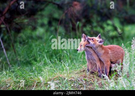 Füchse in freier Wildbahn im Wald Stockfoto