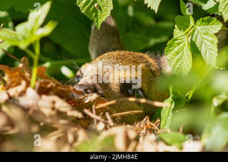 Reh-Rehkitz (Capreolus capreolus) versteckt sich in den Büschen auf dem Waldboden Stockfoto