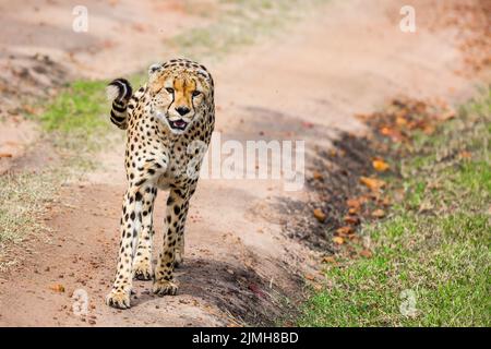 Räuberische Säugetiere im Masai Mara Park Stockfoto