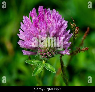 Wilde rote Kleeblüte (Trifolium pratense) isoliert auf natürlichem grünen Hintergrund. Stockfoto