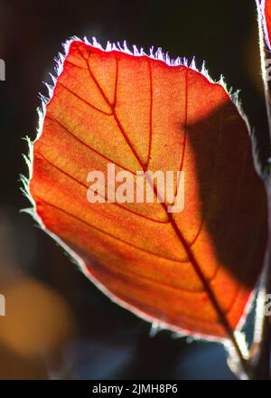 Die Kupferbuche (Fagus sylvatica purpurea) isoliert auf dunklem Hintergrund. Nahaufnahme. Contre Jour. Stockfoto