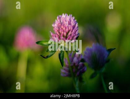 Trifolium pratense. Wiese mit wildem roten Kleeblatt. Blühende dunkelrosa Blüten. Nahaufnahme. Stockfoto