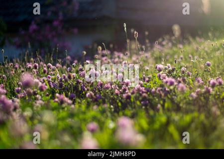 Trifolium pratense. Wiese mit wildem roten Kleeblatt. Blühende dunkelrosa Blüten. Nahaufnahme. Stockfoto